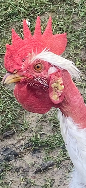 Cocosel smecher cu cercei 7 luni - imagine 3