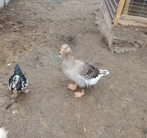 rețe mute și gîște - imagine 2