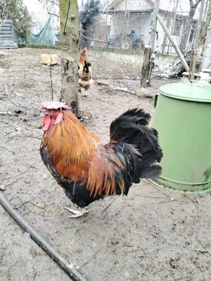 Cocoș frumos mijlociu - imagine 5