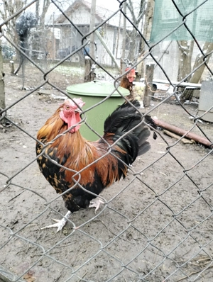 Cocoș frumos mijlociu - imagine 4