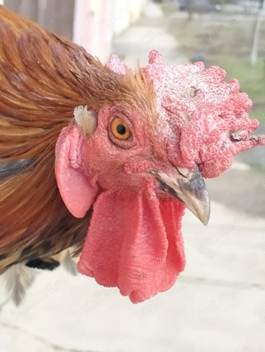 Cocoș frumos mijlociu