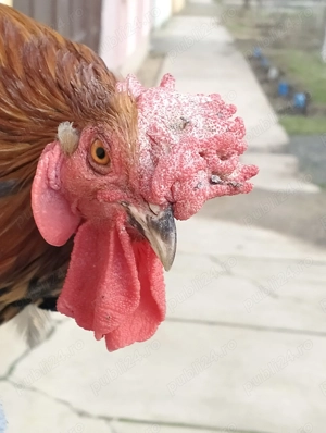 Cocoș frumos mijlociu - imagine 2