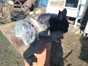 urias germani - imagine 3