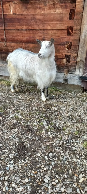 Vand capra de doi ani - imagine 4