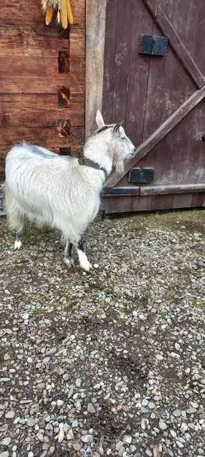 Vand capra de doi ani - imagine 2