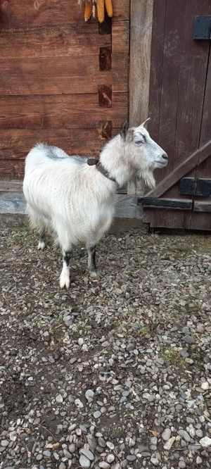 Vand capra de doi ani - imagine 5