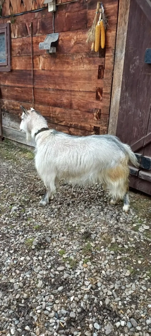 Vand capra de doi ani - imagine 3