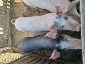 De vânzare mai multe detalii la nr  