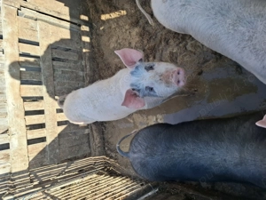 De vânzare mai multe detalii la nr   - imagine 2