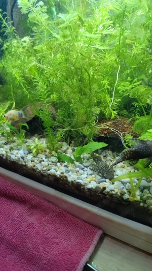 pesti de acvariu  - imagine 4