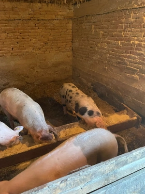 vind soldani - imagine 3