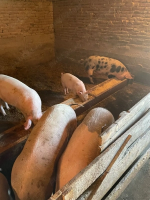 vind soldani - imagine 2