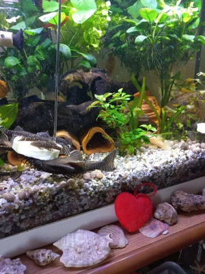 pesti de acvariu  - imagine 5