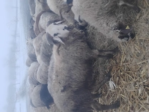 vand berbeci de rasa - imagine 3