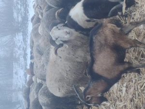 vand berbeci de rasa - imagine 4