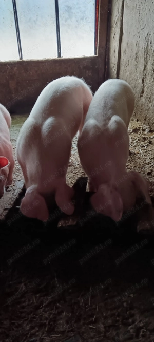 Disponibile scrofițe Landrace  - imagine 3
