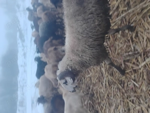 vand berbeci de rasa - imagine 5