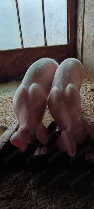 Disponibile scrofițe Landrace  - imagine 2