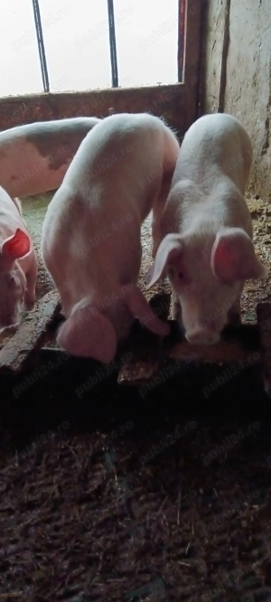 Disponibile scrofițe Landrace  - imagine 5