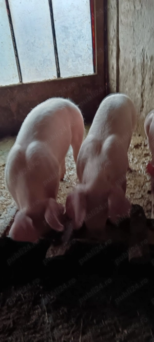 Disponibile scrofițe Landrace  - imagine 4