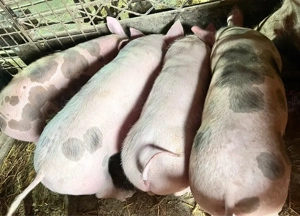 Vând purcei - imagine 2