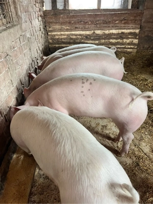 Vând purcei - imagine 4