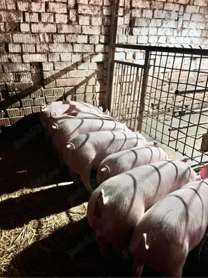 Vând purcei - imagine 5