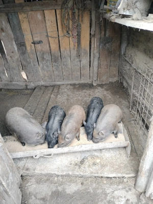 Vina  schimb purcei vietnamezi corciți cu mistreț  - imagine 3