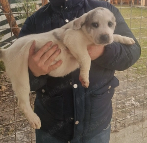 Ciobanesc Asia Centrala din mama cu pedigree. - imagine 4