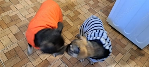 Vând căței de rasă buldog francez 