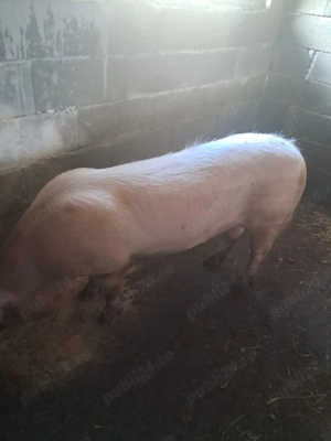 De vanzare scroafa in jur de 170 -190 kg de tinut sau de taiat  - imagine 3