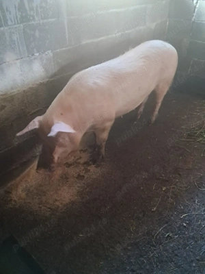 De vanzare scroafa in jur de 170 -190 kg de tinut sau de taiat 