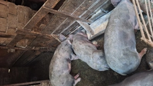 Purcei de vanzare - imagine 2