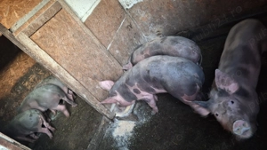 Purcei de vanzare - imagine 4