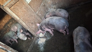 Purcei de vanzare - imagine 5