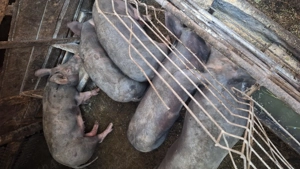 Purcei de vanzare - imagine 3