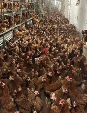 puicute outoare  - imagine 2