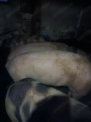 porci crescuti natural cu cereale si zer - imagine 3