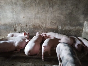 vand porci crescuti natural, rasa petrean - imagine 2