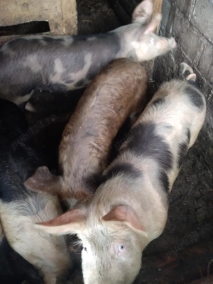 Vând purcei și porcii 