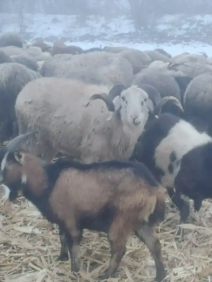 vand berbeci de rasa