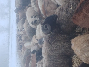 vand berbec carabas  - imagine 4