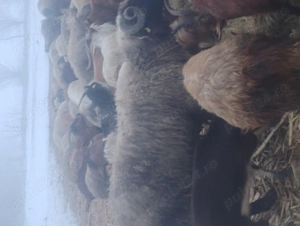 vand berbec carabas  - imagine 2