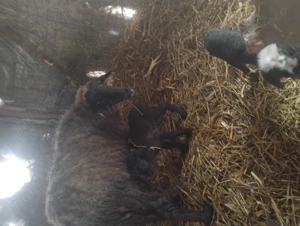 vand miei de doi  - imagine 4