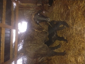 vand miei de doi  - imagine 2