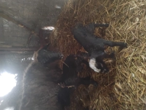 vand miei de doi  - imagine 3