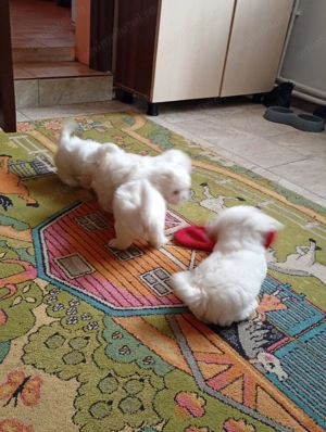 Căței bison mini toy  - imagine 3