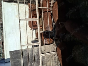 Grasuni de vanzare  - imagine 2