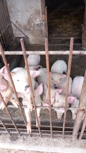 Vând purcei 8 săptămâni  - imagine 3