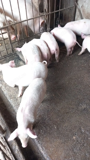 Vând purcei 8 săptămâni 